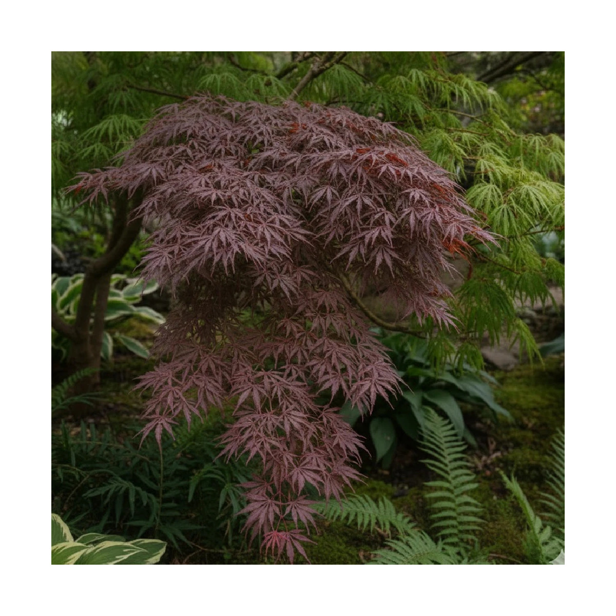 Érable du Japon Inaba Shidare, Acer palmatum
