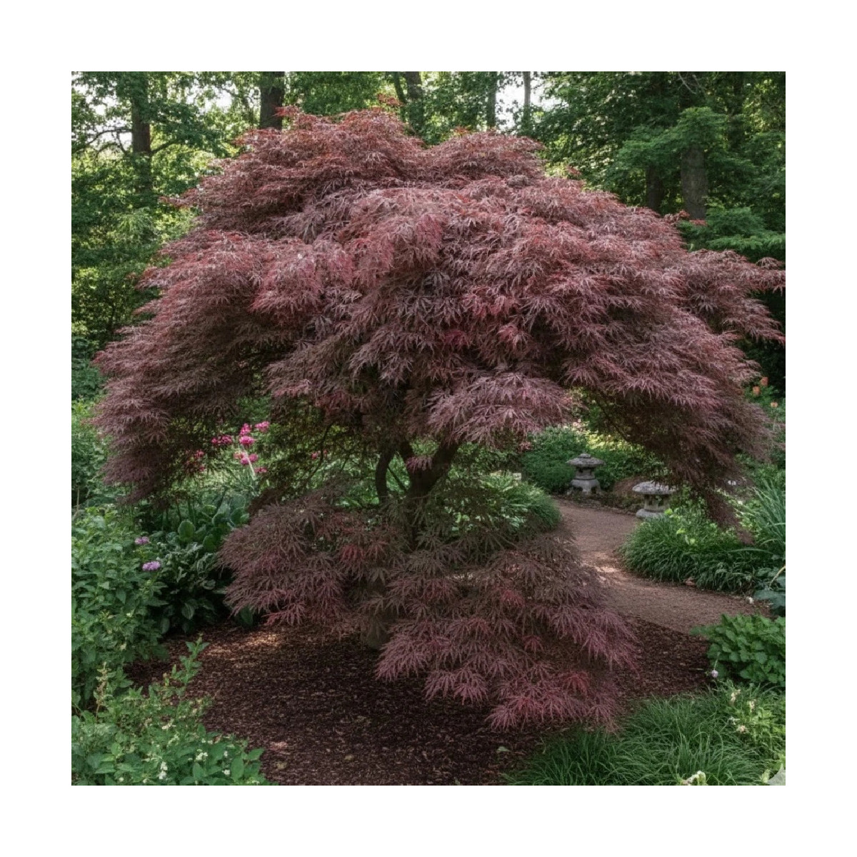 Érable du Japon Inaba Shidare, Acer palmatum