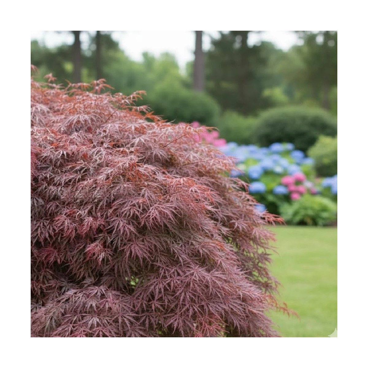 Érable du Japon Inaba Shidare, Acer palmatum