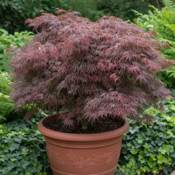 Erable du Japon Inaba shidare - SILENCE, ça pousse !, Acer palmatum