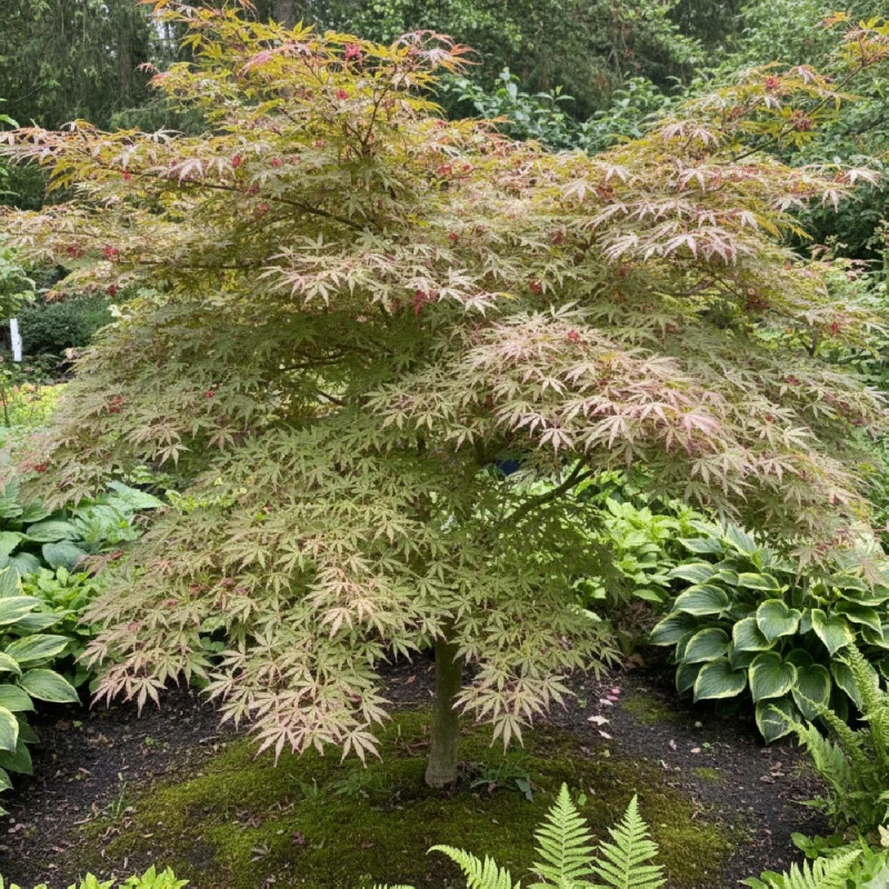Erable du Japon Jerre Schwartz, Acer palmatum