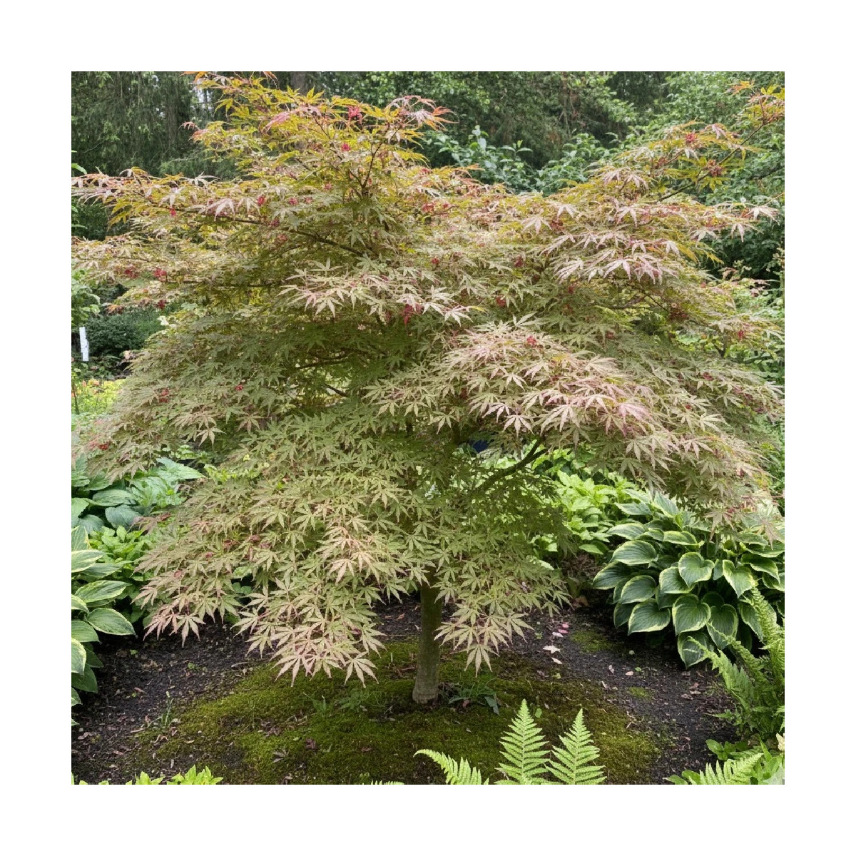 Erable du Japon Jerre Schwartz, Acer palmatum