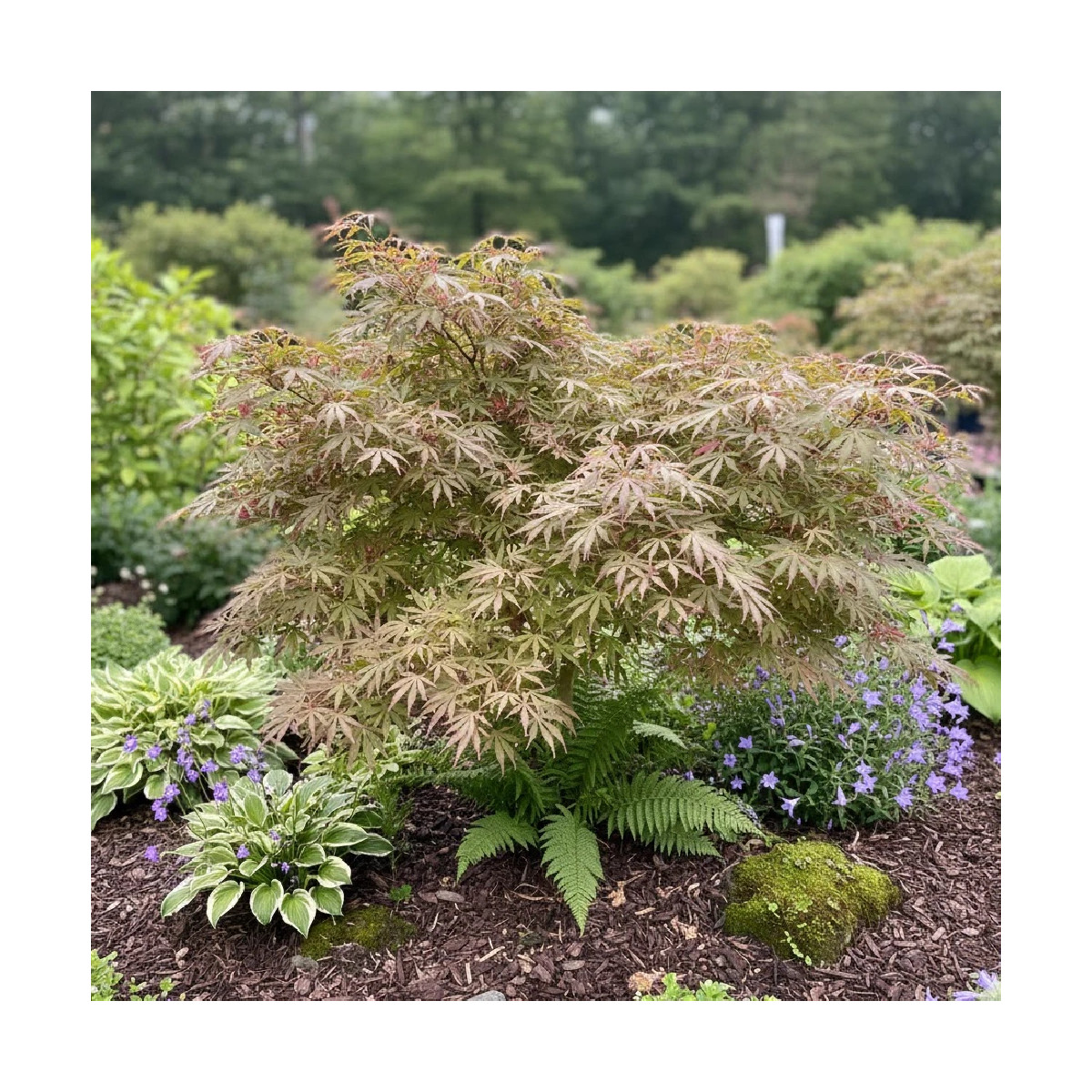 Erable du Japon Jerre Schwartz, Acer palmatum