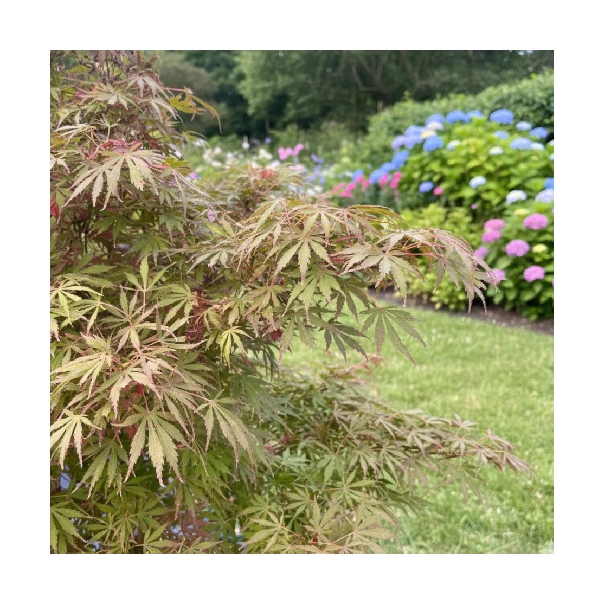 Erable du Japon Jerre Schwartz, Acer palmatum