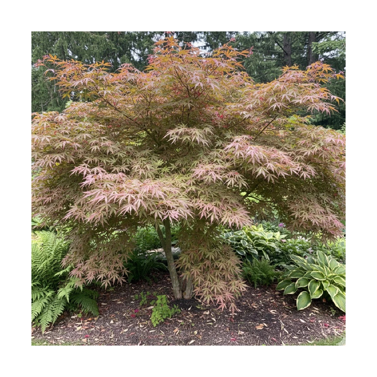 Erable du Japon Jerre Schwartz, Acer palmatum