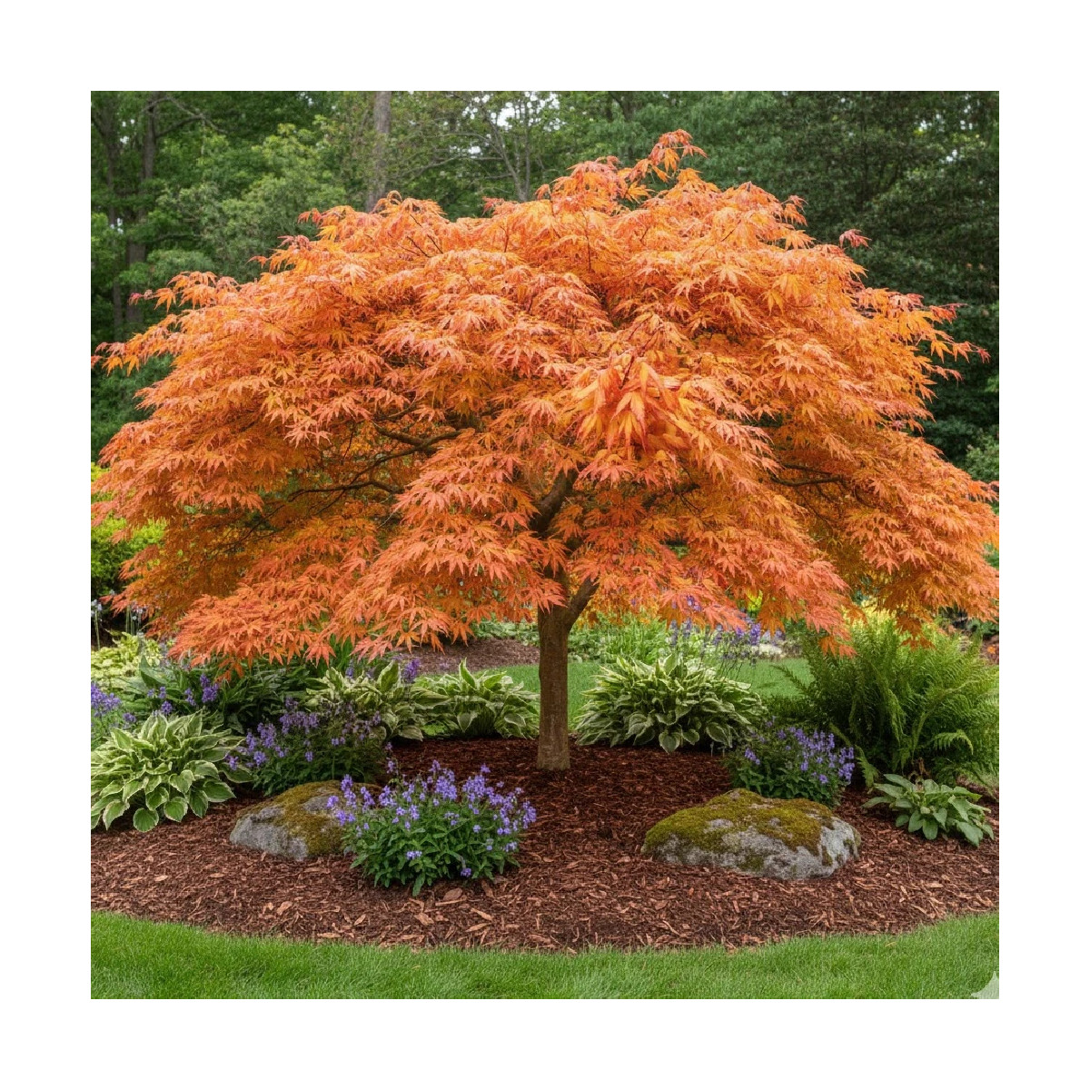 Erable du Japon Katsura - SILENCE, ça pousse !, Acer palmatum