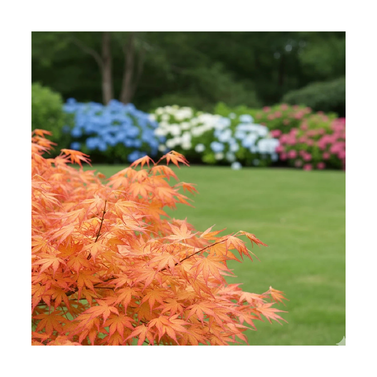 Erable du Japon Katsura - SILENCE, ça pousse !, Acer palmatum