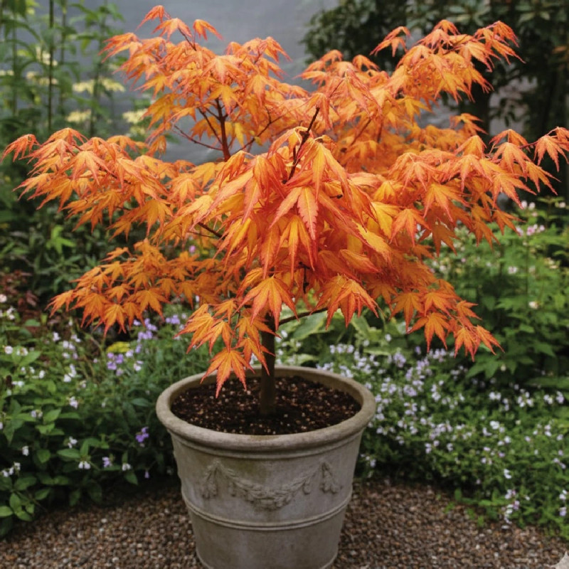 Erable du Japon Katsura - SILENCE, ça pousse !, Acer palmatum