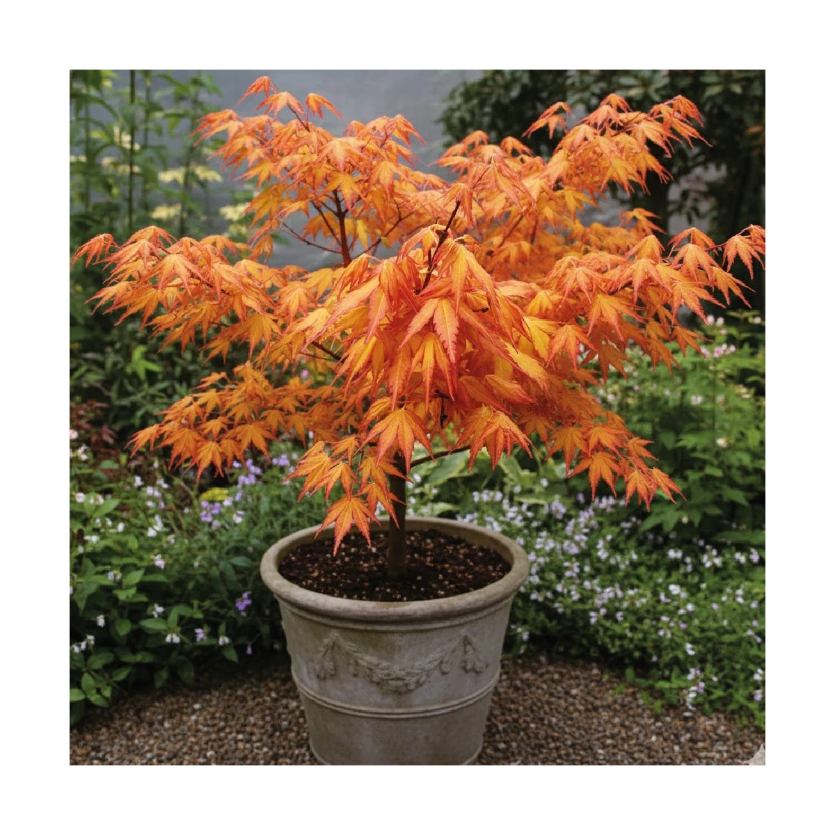 Erable du Japon Katsura - SILENCE, ça pousse !, Acer palmatum