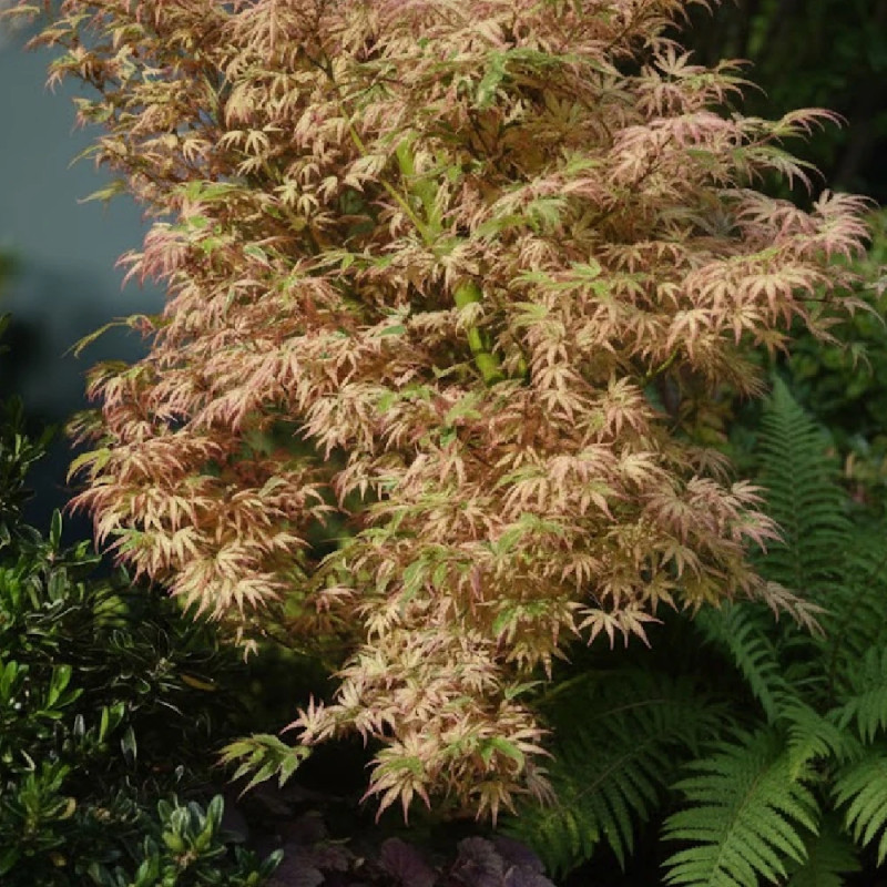 Erable du Japon Metamorphosa® 'Arjos1' - SILENCE, ça pousse !, Acer palmatum