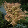 Erable du Japon Metamorphosa® \'Arjos1\' - SILENCE, ça pousse !, Acer palmatum