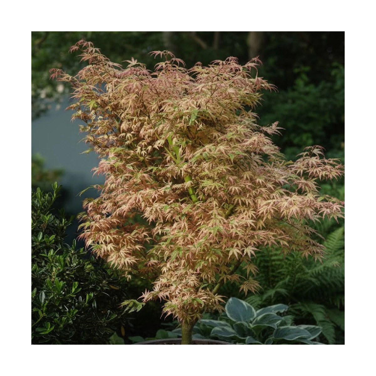 Erable du Japon Metamorphosa® 'Arjos1' - SILENCE, ça pousse !, Acer palmatum