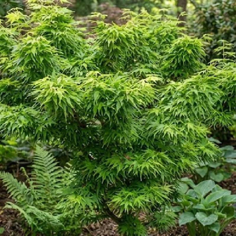 Érable du Japon Mikawa Yatsubusa, Acer palmatum