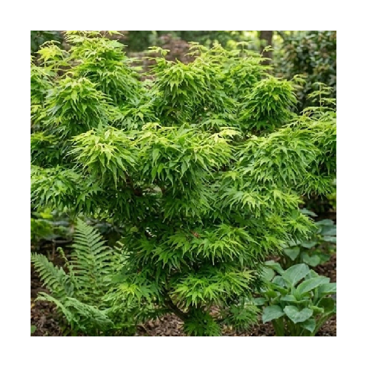 Érable du Japon Mikawa Yatsubusa, Acer palmatum