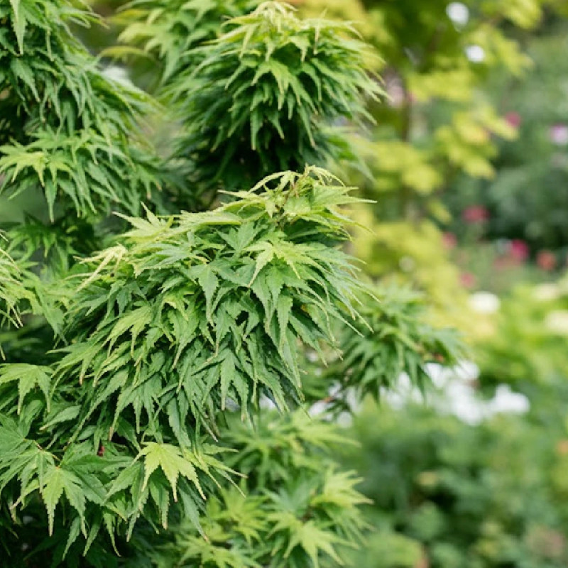 Érable du Japon Mikawa Yatsubusa, Acer palmatum