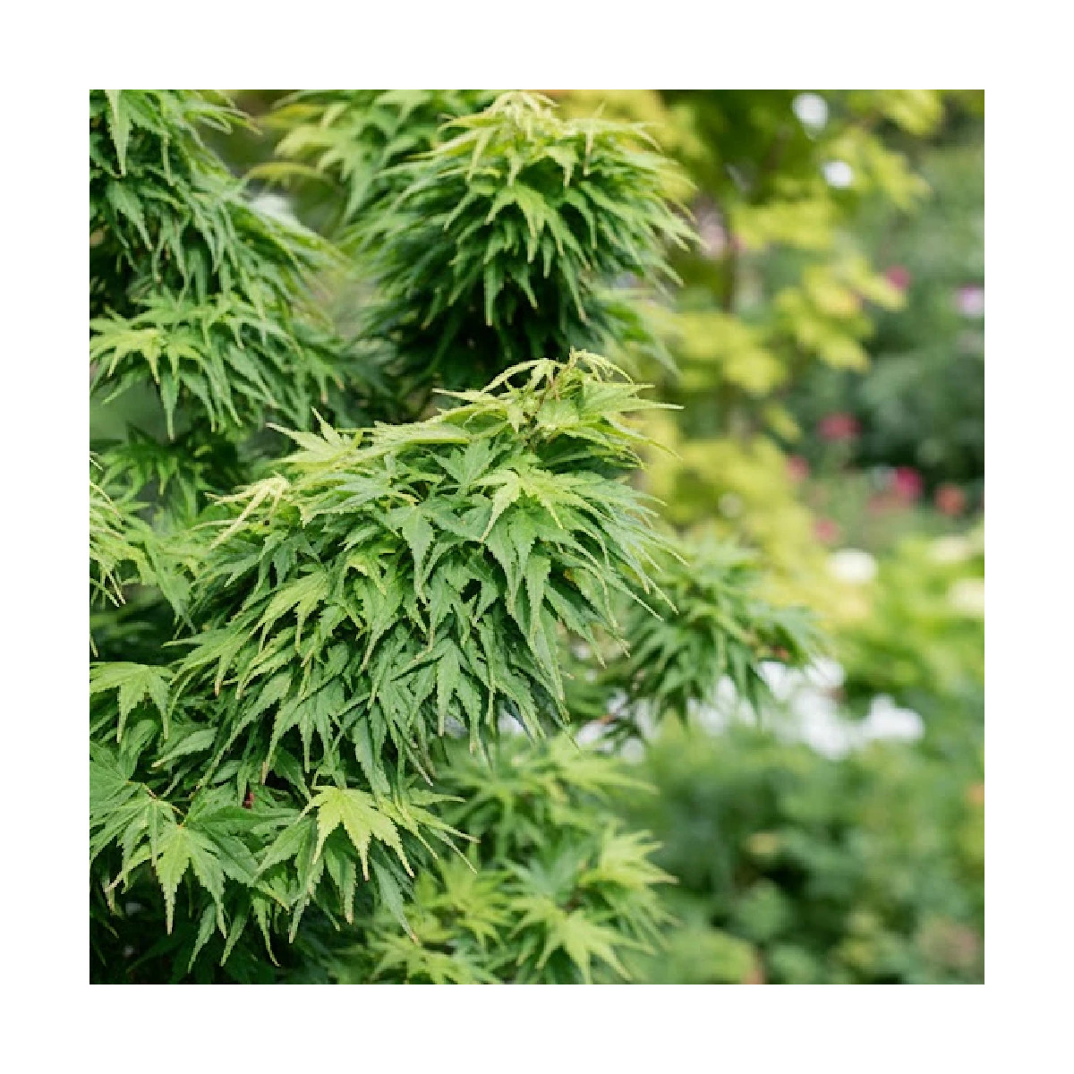 Érable du Japon Mikawa Yatsubusa, Acer palmatum