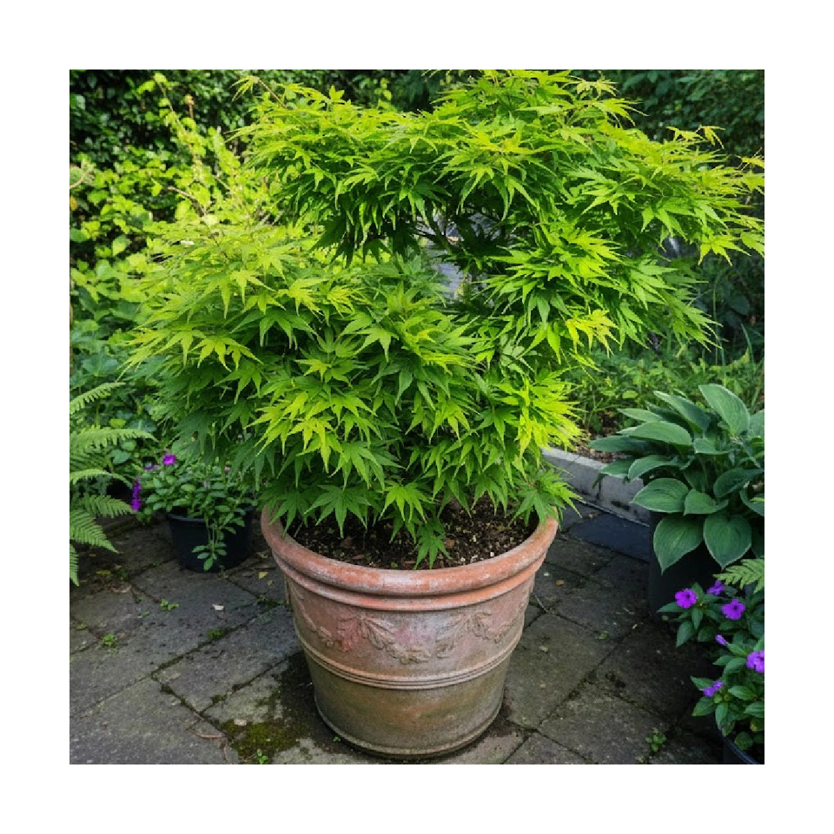 Érable du Japon Mikawa Yatsubusa, Acer palmatum