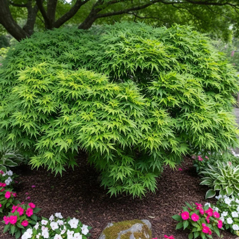 Érable du Japon Mikawa Yatsubusa, Acer palmatum