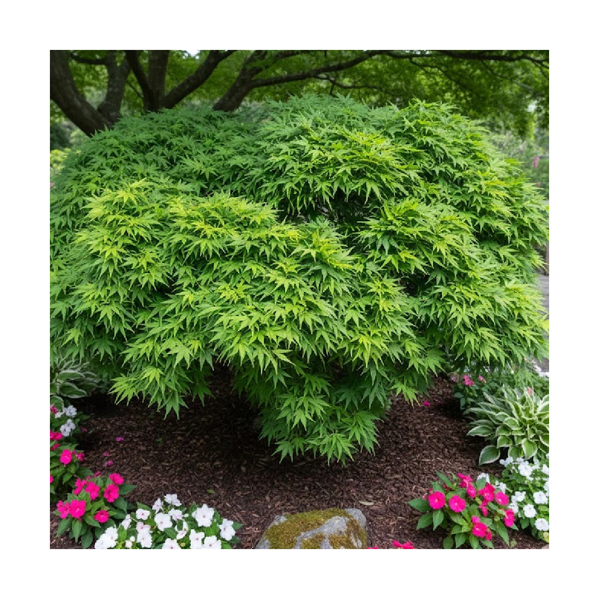 Érable du Japon Mikawa Yatsubusa, Acer palmatum