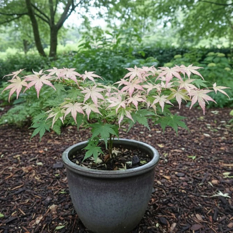Érable du Japon Orido Nishiki, Acer palmatum