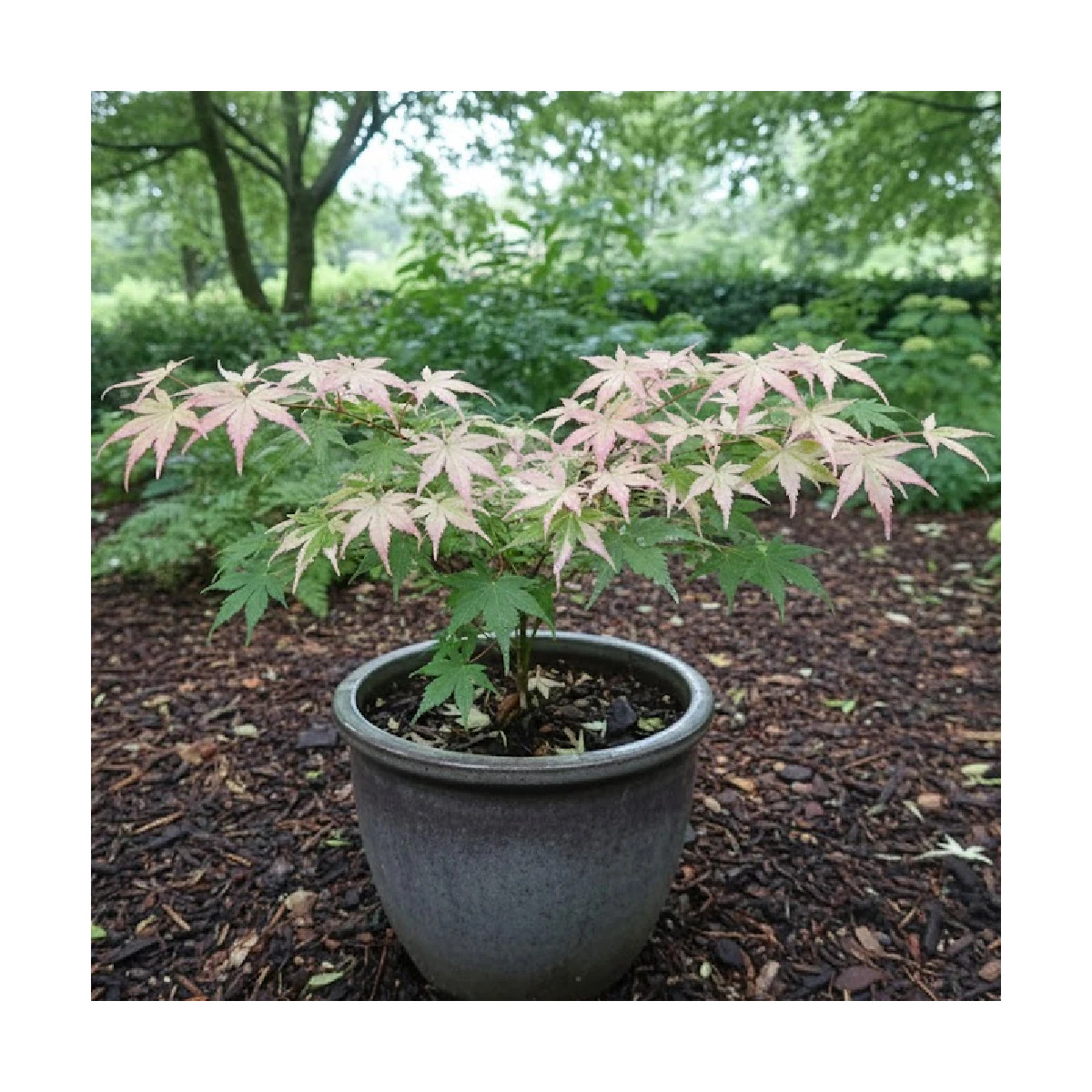 Érable du Japon Orido Nishiki, Acer palmatum