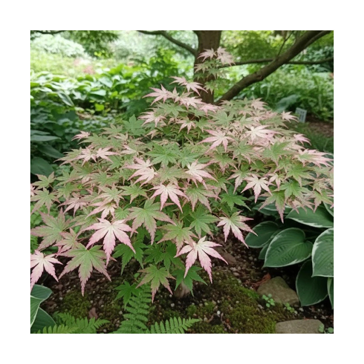 Érable du Japon Orido Nishiki, Acer palmatum