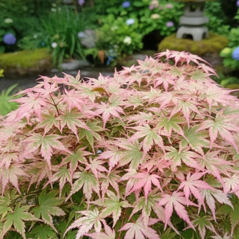 Érable du Japon Orido Nishiki, Acer palmatum