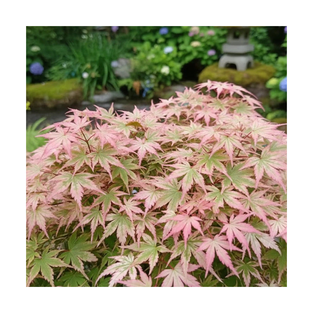 Érable du Japon Orido Nishiki, Acer palmatum
