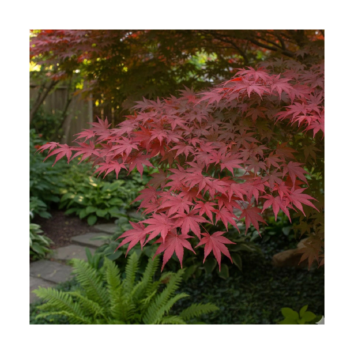 Érable du Japon Osakazuki, Acer palmatum