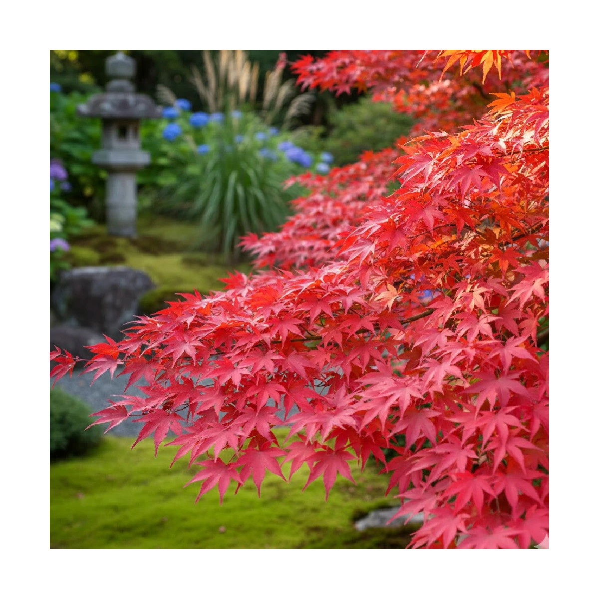 Érable du Japon Osakazuki, Acer palmatum
