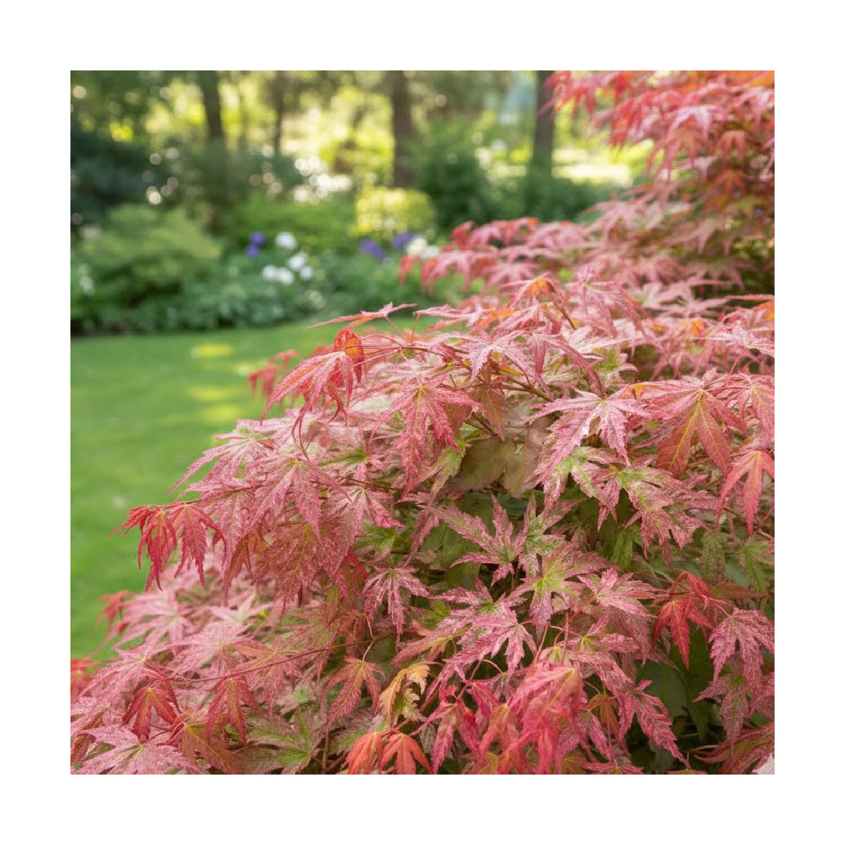 Erable du Japon Phoenix, Acer palmatum
