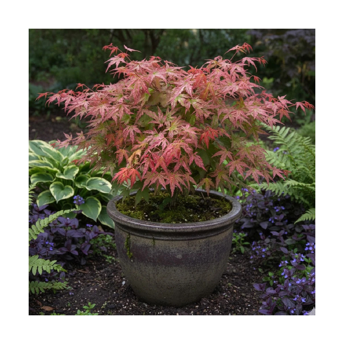 Erable du Japon Phoenix, Acer palmatum