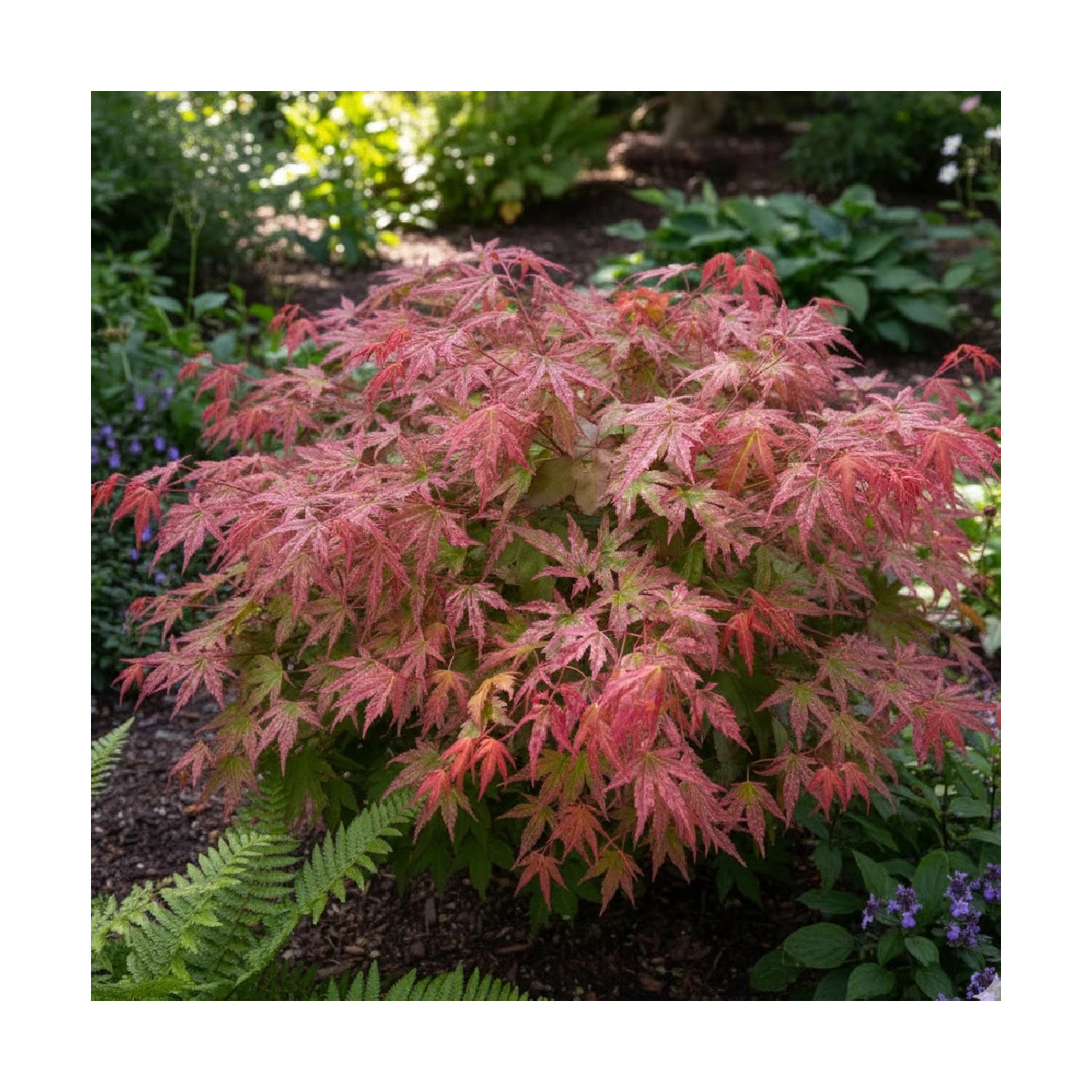 Bonsaï Acer Palmatum. Érable du Japon