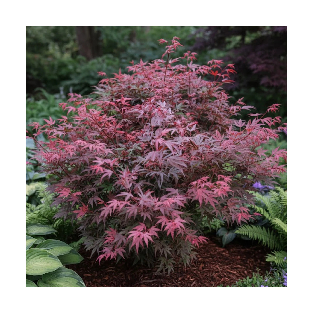 Érable Du Japon 'Shaina' Sur Tronc - Acer Palmatum - Pot 19 Cm, Hauteur 80-90 Cm - Feuillage Rouge, Rustique