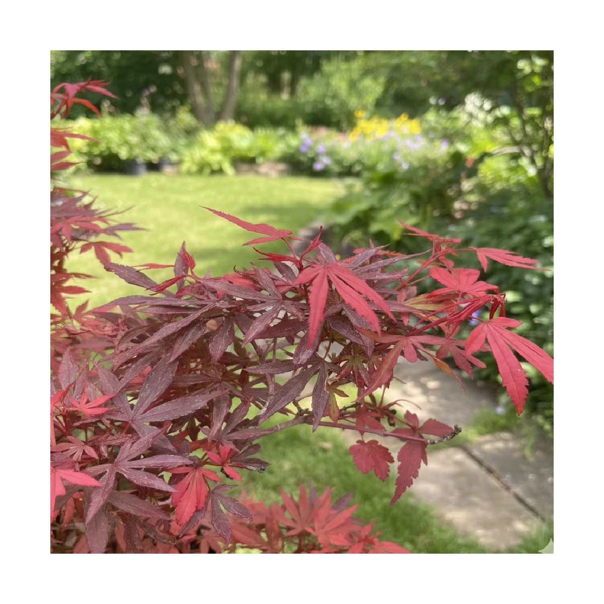 Erable du Japon Shaina - SILENCE, ça pousse !, Acer palmatum