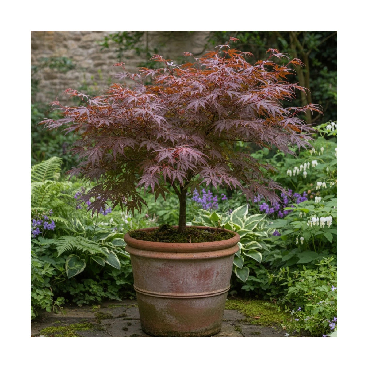Erable du Japon Sherwood Flame - SILENCE, ça pousse !, Acer palmatum