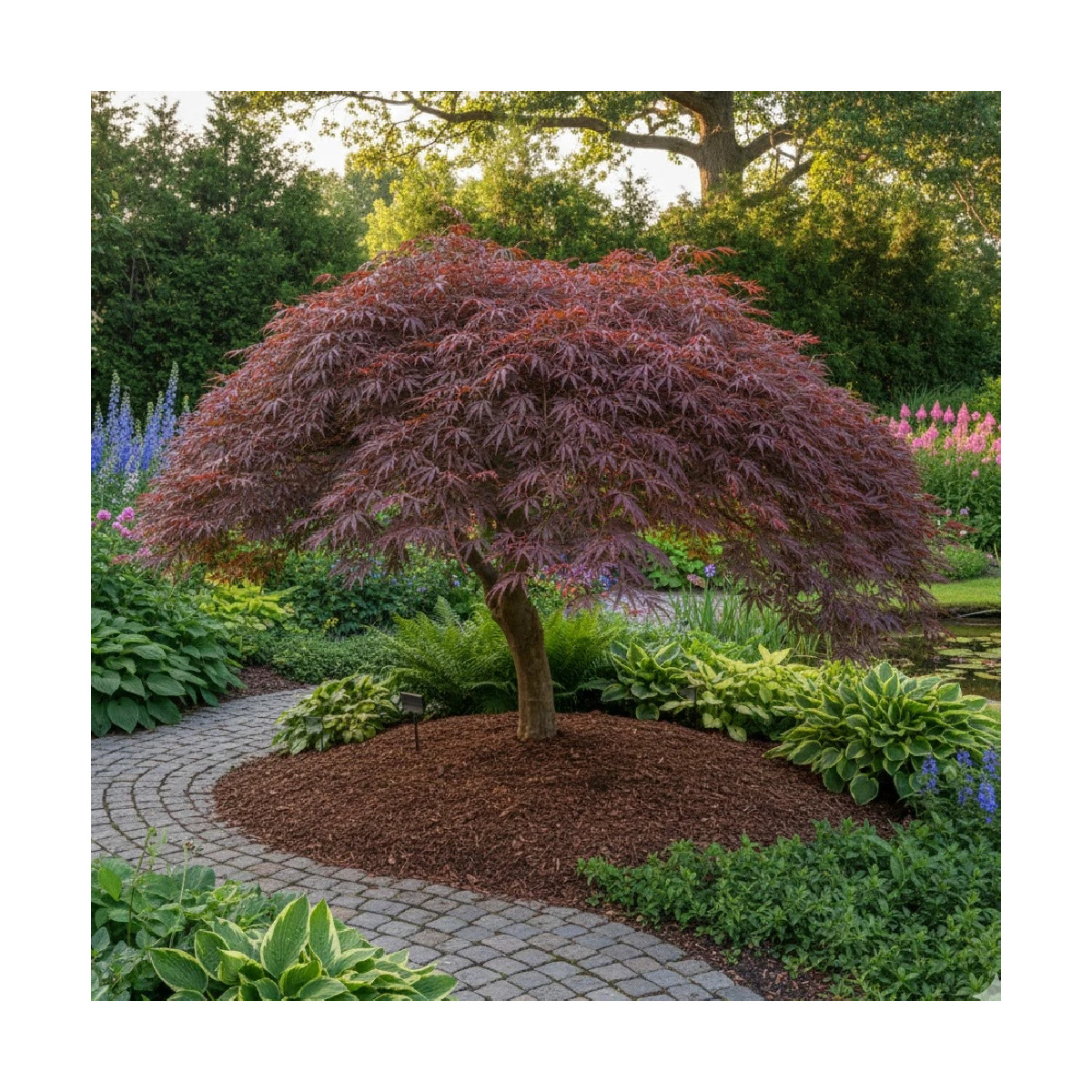 Erable du Japon Sherwood Flame - SILENCE, ça pousse !, Acer palmatum