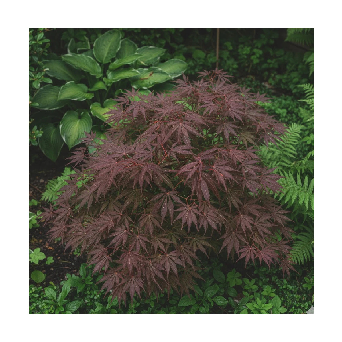 Erable du Japon Sherwood Flame - SILENCE, ça pousse !, Acer palmatum