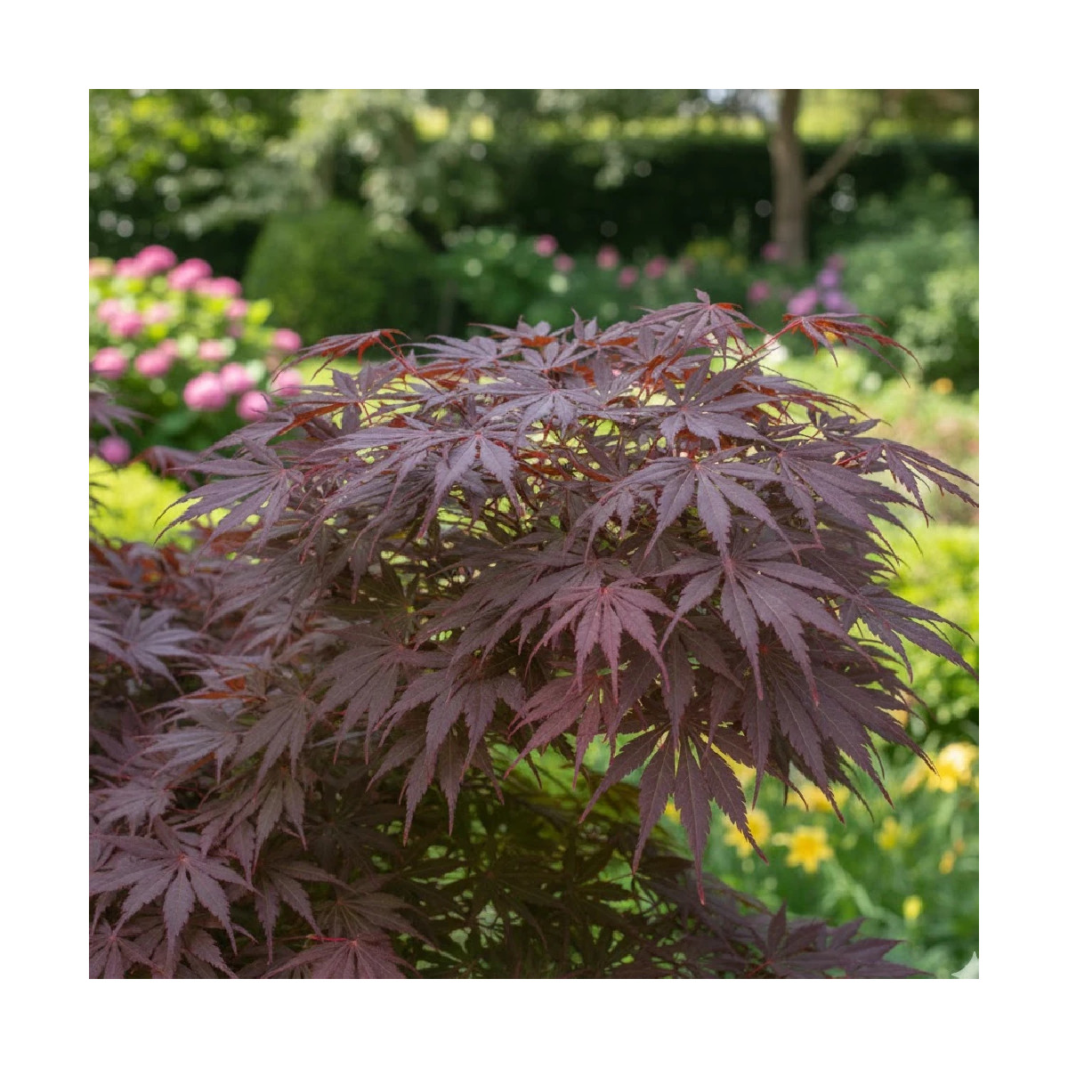 Erable du Japon Sherwood Flame - SILENCE, ça pousse !, Acer palmatum