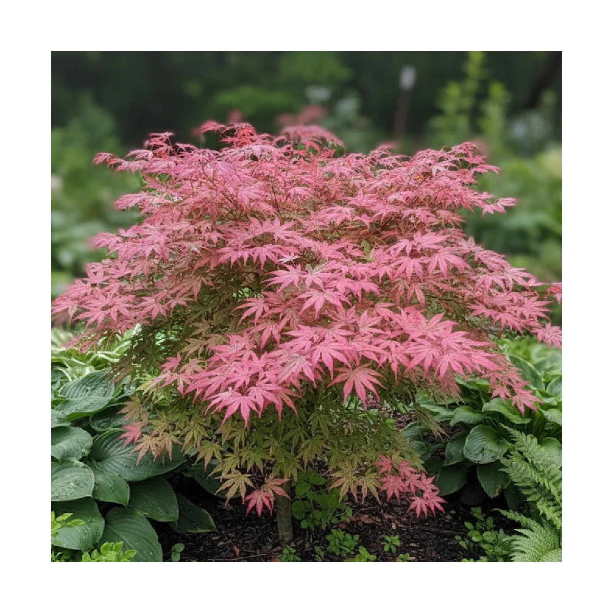 Érable du Japon Shirazz, Acer palmatum