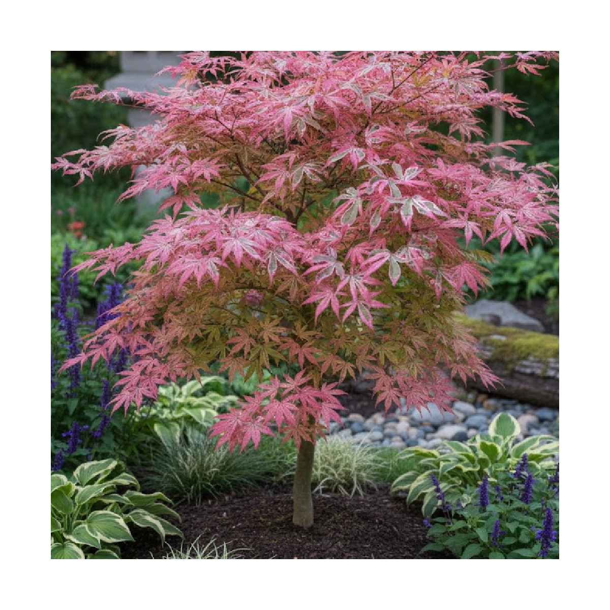 Érable du Japon Shirazz, Acer palmatum