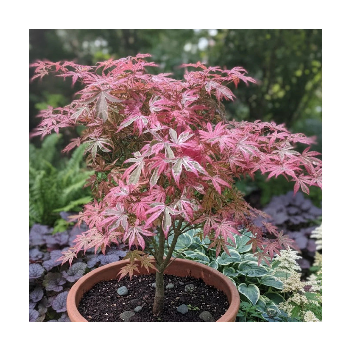 Érable du Japon Shirazz, Acer palmatum
