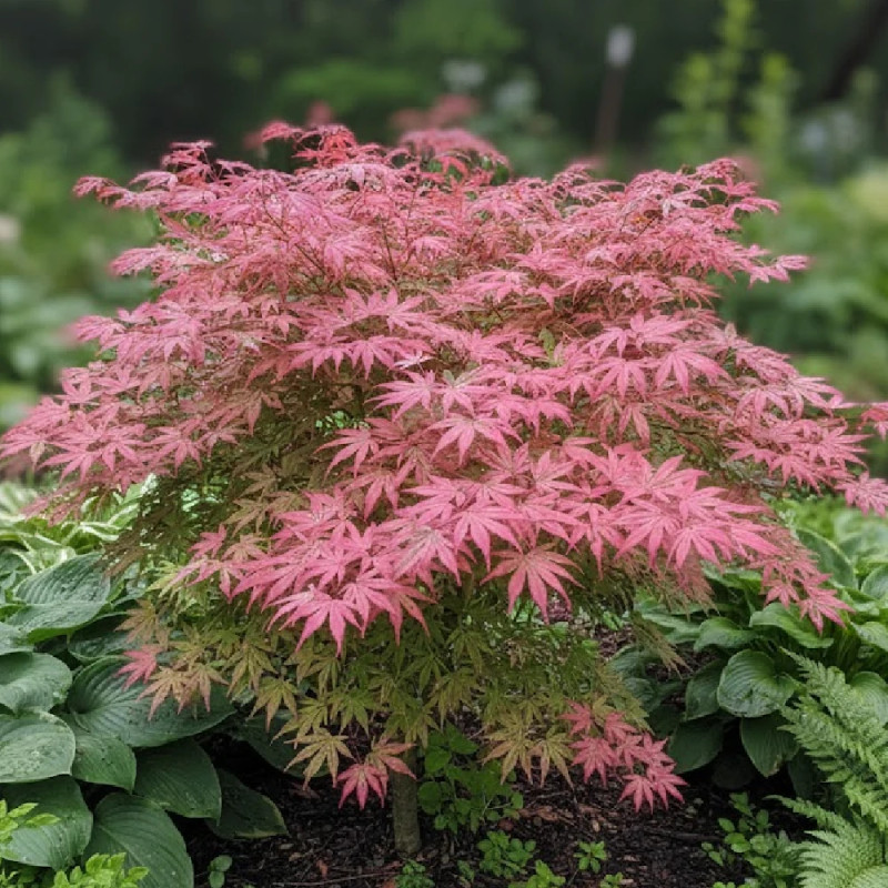 Érable du Japon Shirazz, Acer palmatum