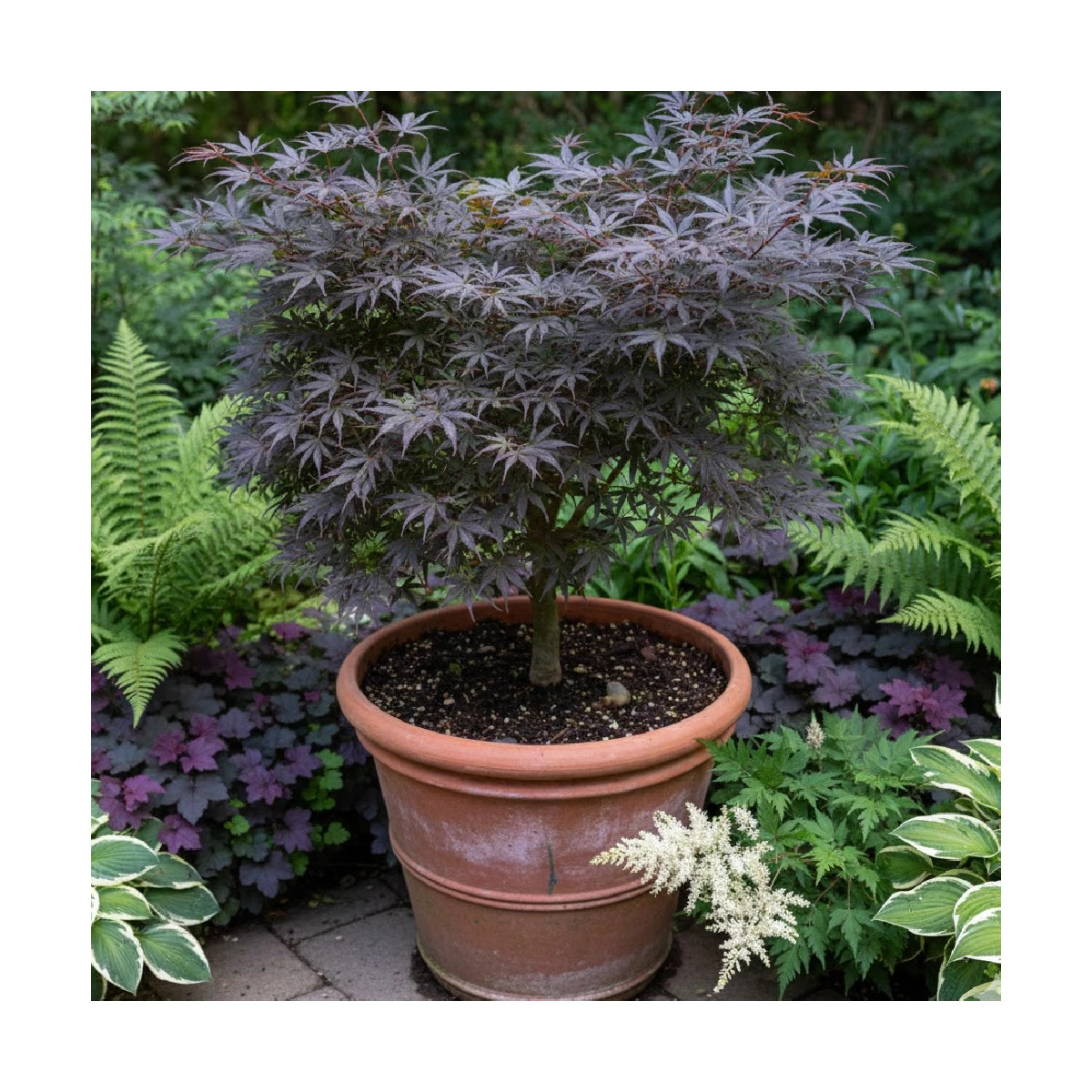 Érable du Japon Skeeter's Broom, Acer palmatum