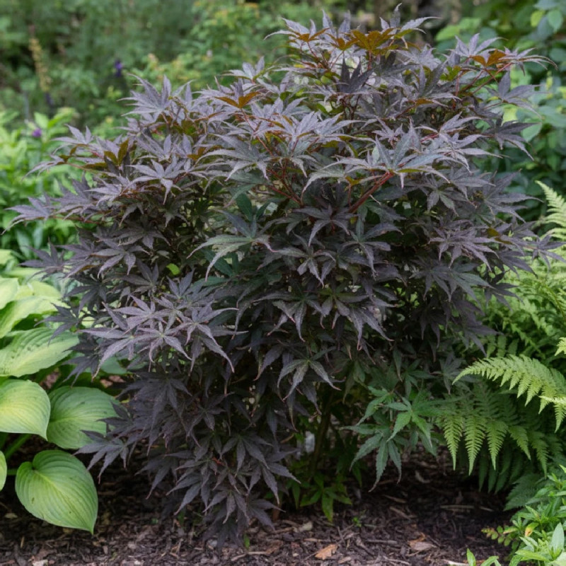 Érable du Japon Skeeter's Broom, Acer palmatum