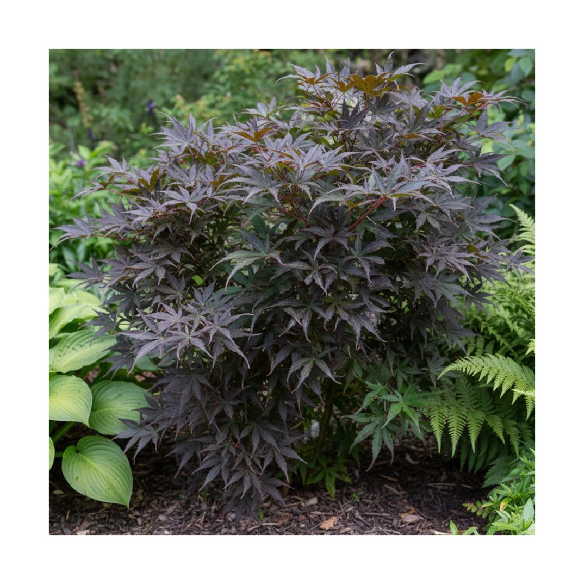 Érable du Japon Skeeter's Broom, Acer palmatum