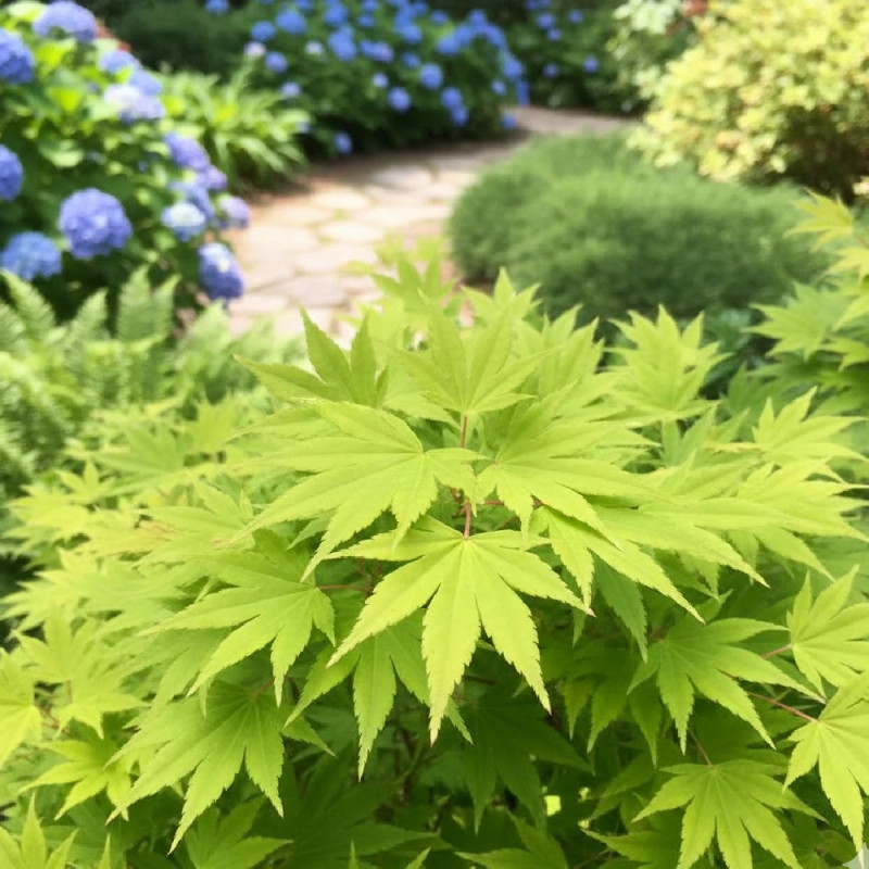 Érable du Japon Summer Gold, Acer palmatum