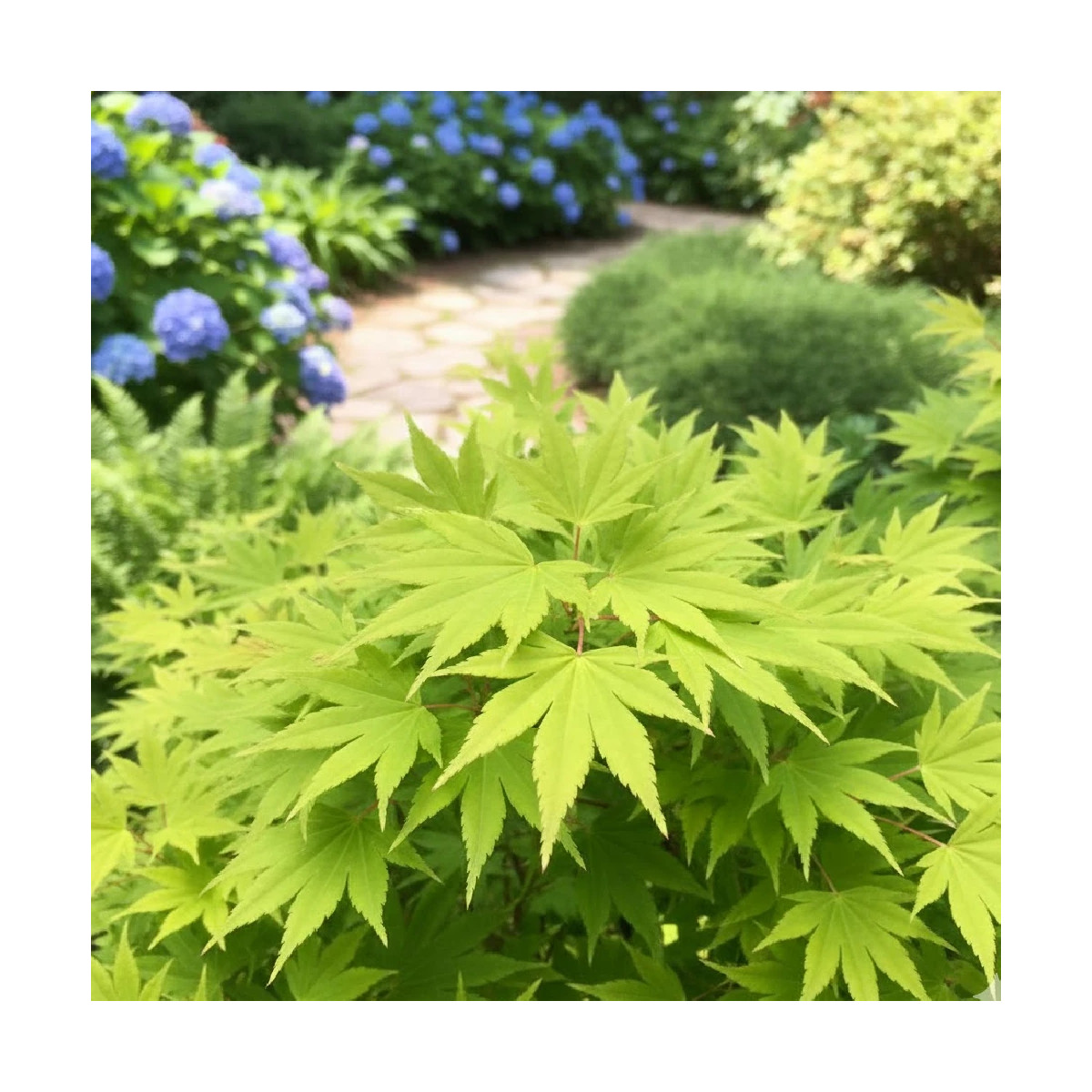 Érable du Japon Summer Gold, Acer palmatum