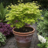 Érable du Japon Summer Gold, Acer palmatum