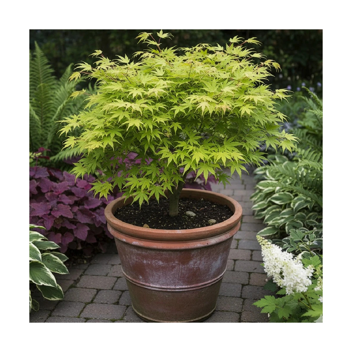 Érable du Japon Summer Gold, Acer palmatum